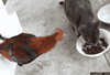chicken gtfo GIF