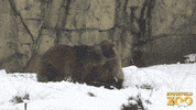 Bear GIF by Brookfield Zoo