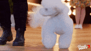 Dog Puppy GIF by Channel 7
