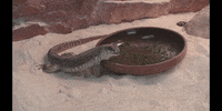 Lizard GIF by DIIMSA Stock