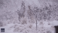 Toe-to-Toe in the Snow: Roos Rumble as Snow Tumbles in New South Wales