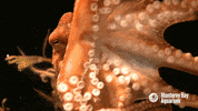 red octopus GIF by Monterey Bay Aquarium