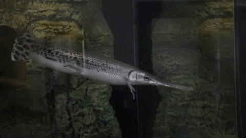 Fish Education GIF by Mecklenburg County