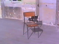 static GIF by Lauryn Siegel
