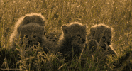 big cats cheetah GIF