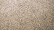passing triakis semifasciata GIF by Monterey Bay Aquarium