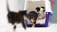 Kittens And Puppies Meet For The First Time