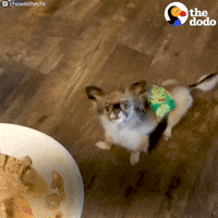 dog chihuahua GIF by The Dodo