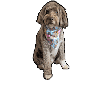 Up Dog Sticker by Geekster Pets