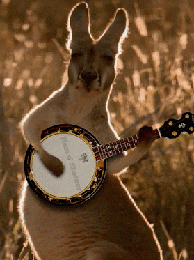 kangaroo strumming GIF