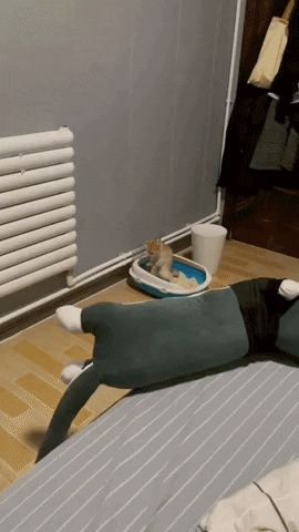 cuteanimalland giphyupload GIF