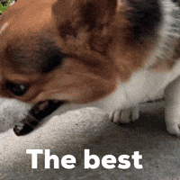 The Best Dog GIF