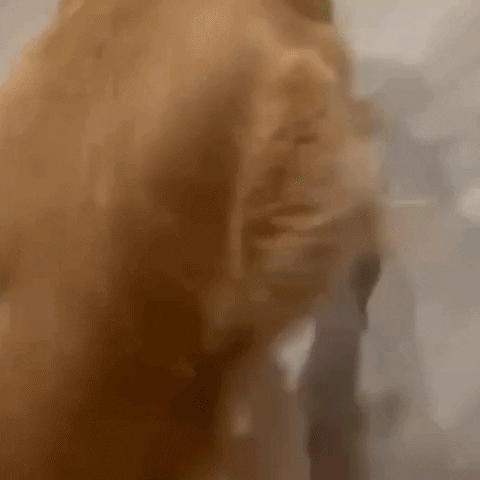 mummy_paradise giphyupload GIF