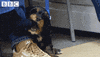 hungry dog GIF by CBBC