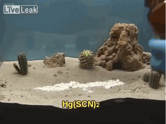 coral reef GIF