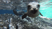 GIF by Oceana