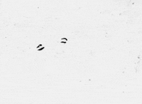 matthias brown GIF by TraceLoops