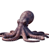 valiyazheekalunofficial ocean underwater seacreature octupus Sticker