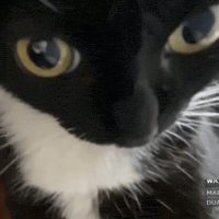Cat Looking GIF