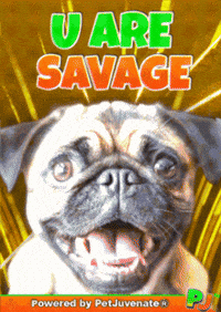 PetJuvenate petjuvenate henlo hooman fren love rescue dogs treatos and woofer for pupper GIF