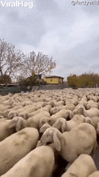 A River of Sheep Flood the Streets  