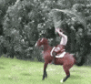 Horse GIF