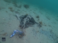 Tangled Up in Blue Balloon: Diver Releases Trapped Ray
