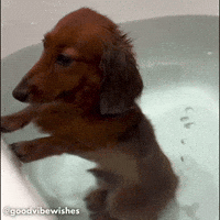 Viral Video Oops GIF