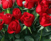 Para Ti Fiesta GIF by Murcianys LLC