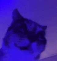 Cat Miedo GIF