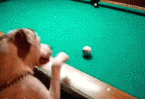 dog pool GIF