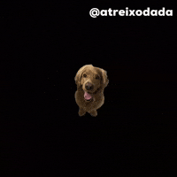 AtReixOdada meme dog atreixodada GIF