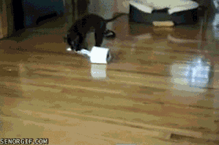 toilet paper dog GIF by Cheezburger
