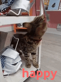 happycatvancouver happy cat happycat GIF