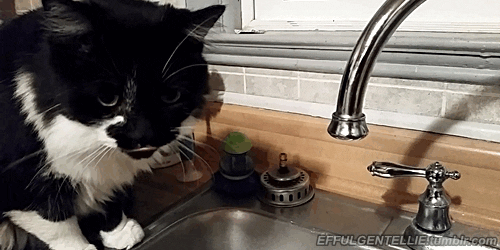 cat GIF