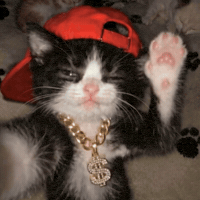 Cool Cat Hello GIF
