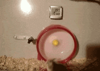 cabin fever running GIF