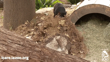 Endangered Species Australia GIF by Los Angeles Zoo