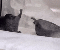 Scared Fight GIF