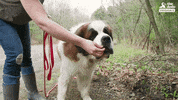 dog GIF by The Dodo