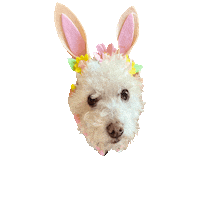 Hopping Easter Bunny Sticker by Clementine