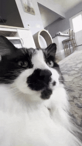 Cute Cat GIF