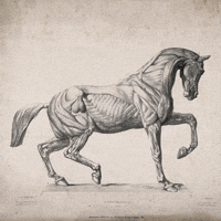 Horse Anatomy GIF by GIF IT UP