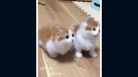 Migatapersa giphygifmaker gatitos mirando GIF