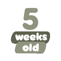 Baby Age Sticker by westeggpress