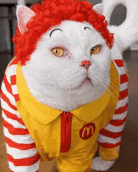 Cat Mcdonalds GIF