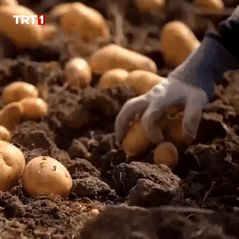 Potato Collect GIF by TRT