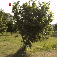 Fresh Air Tree GIF by TRT