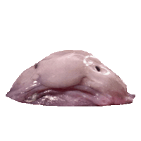 gross fish STICKER by imoji