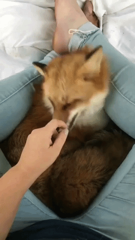 Video gif. Point of view of a person sitting cross-legged with a red fox curled between their legs. The person pets the fox's teeth, face, and ears.